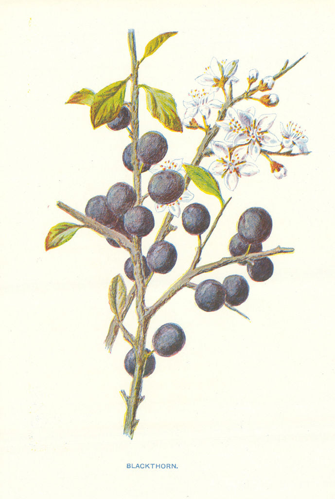 Blackthorn. Wild Flowers by Frederick Edward Hulme c1895 old antique print